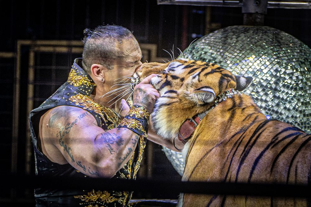 Поцелуй с тигром