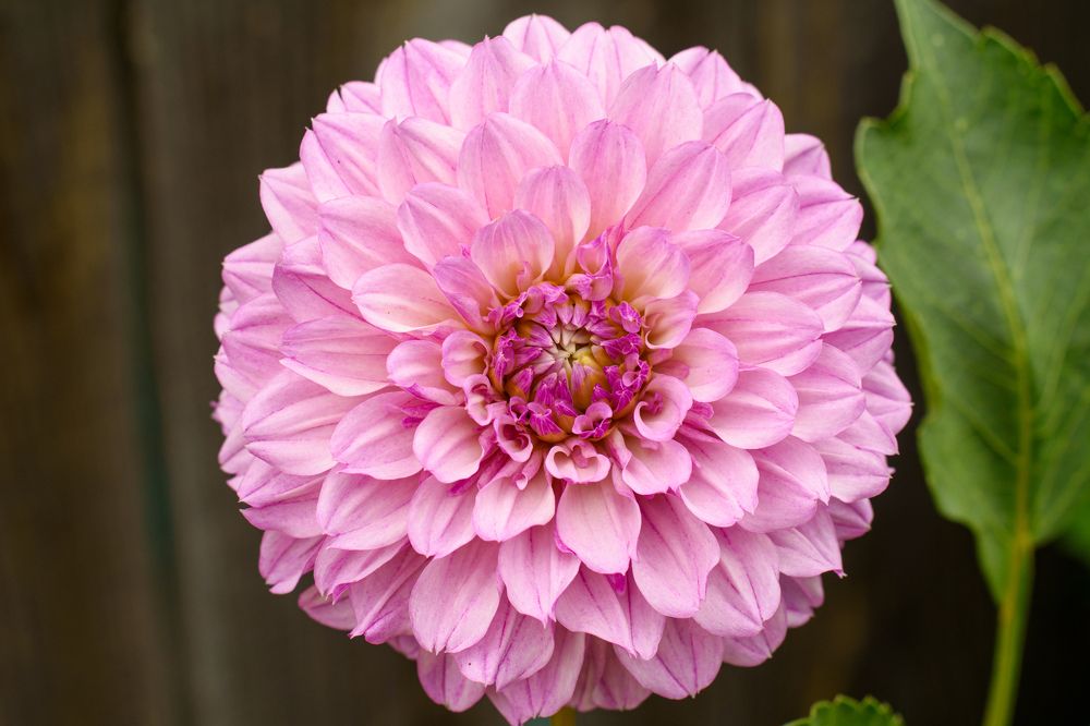 Photograph by Ирина Корнева