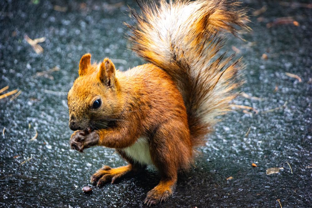 Photograph by Владимир Сушкин