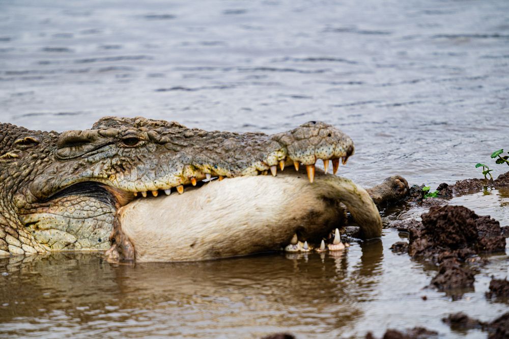 Photograph by Trivet Antony