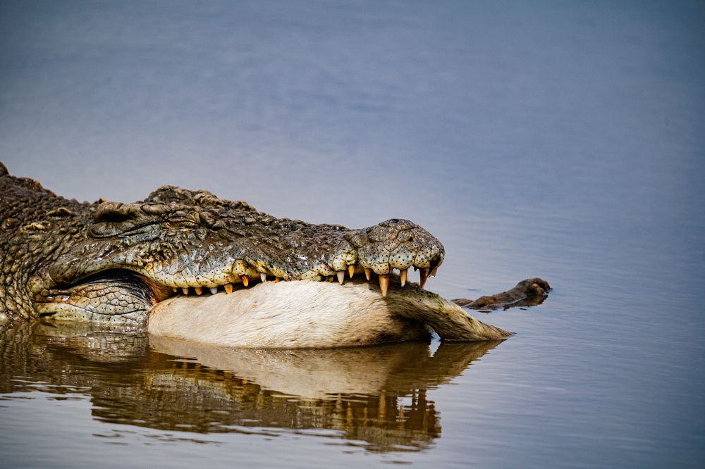 Photograph by Trivet Antony