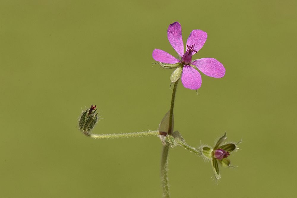 Фотография автора Ibrahim Alkan