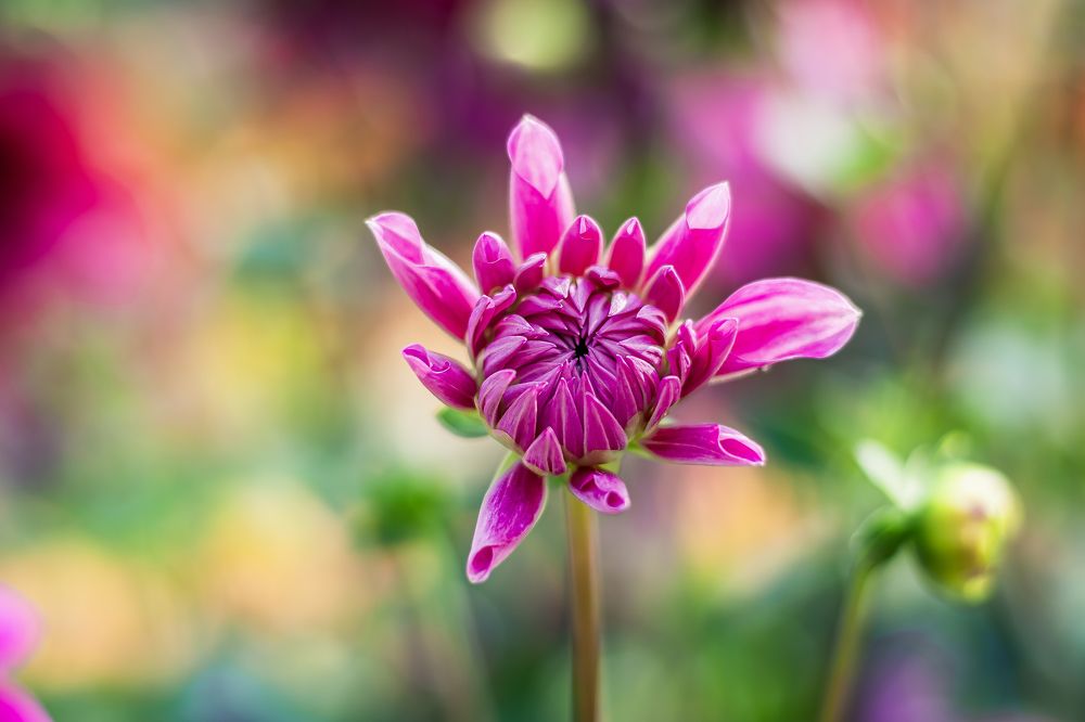 Photograph by Diganta Ghosh