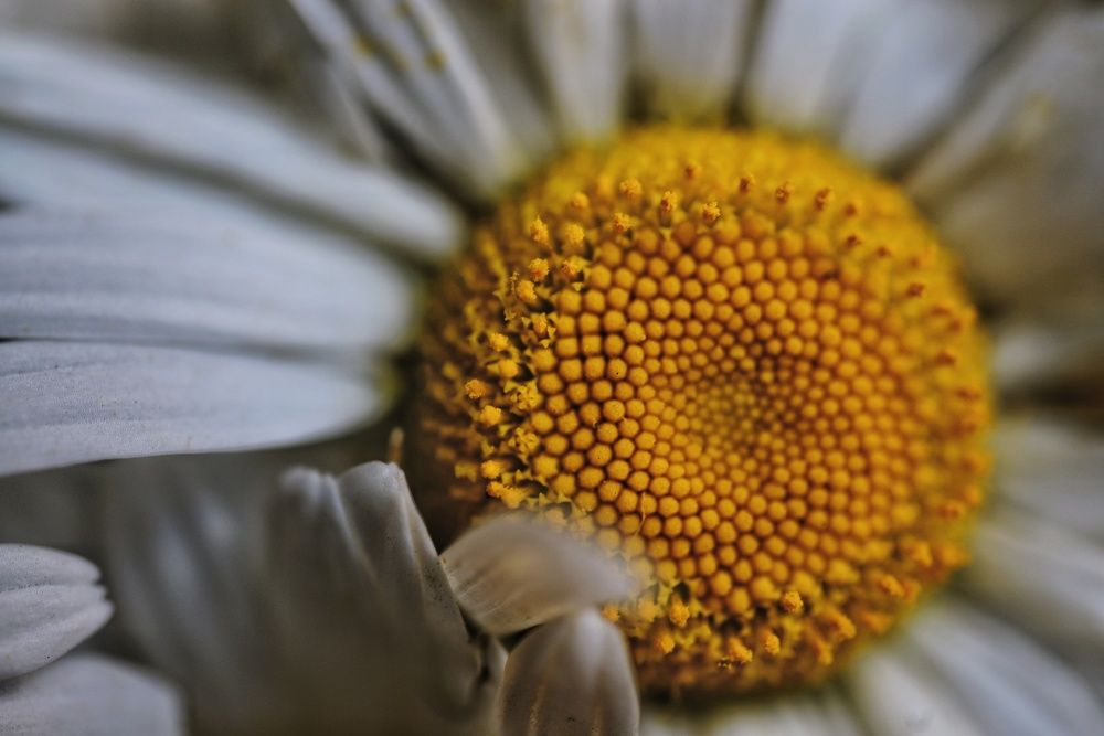 Фотография автора Мила Раткина