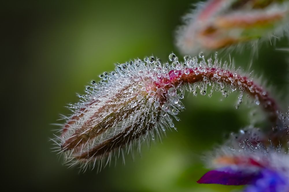Бутон Бораго в росе