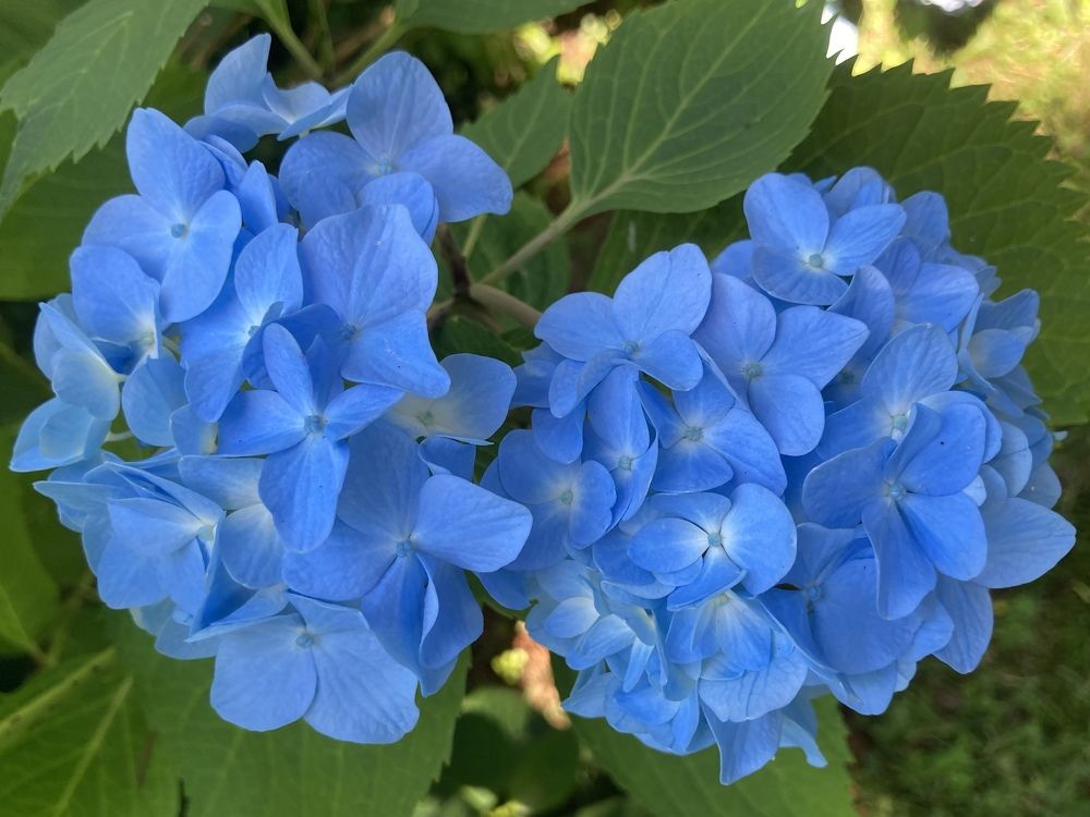 Common name: White panicle hydrangea, scientific name: Hydrangea paniculata