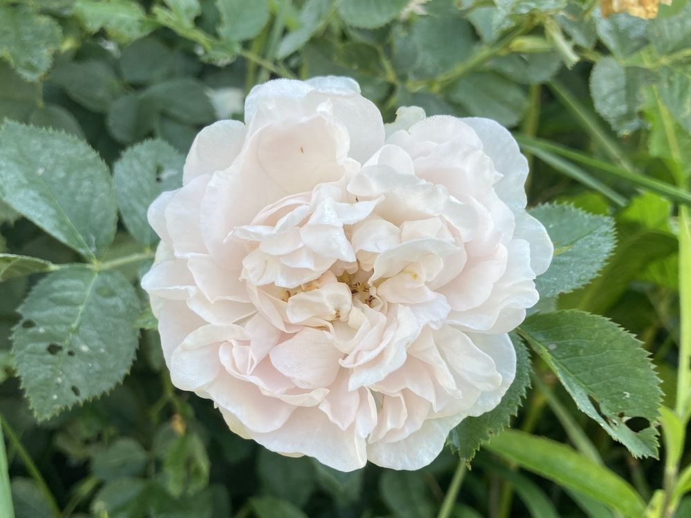 Title: Common name: Rose, scientific name: Rosa