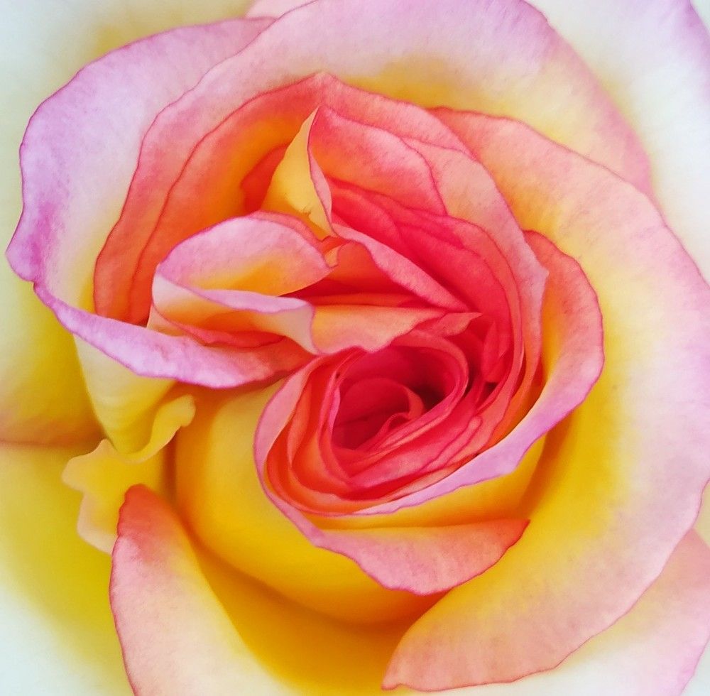 Фотография автора Елена Александрова