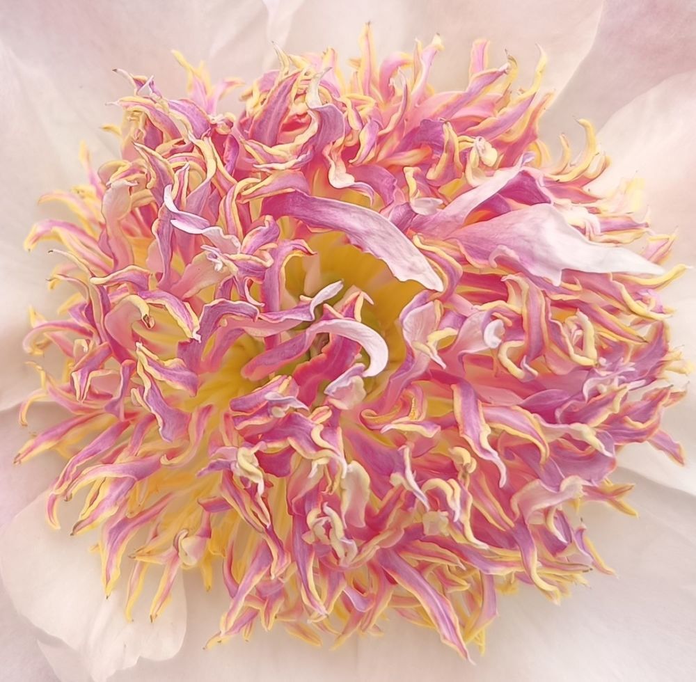 Фотография автора Елена Александрова