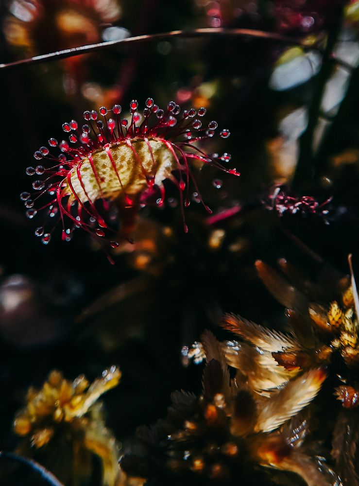 Photograph by Светлана Фоменко