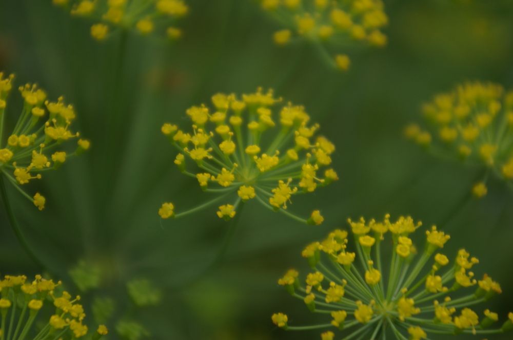 Photograph by Елена Алешкевич