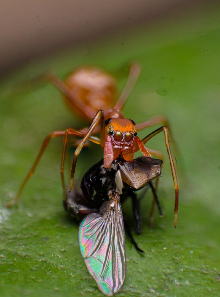 Photograph by Dewindu H. Fernando