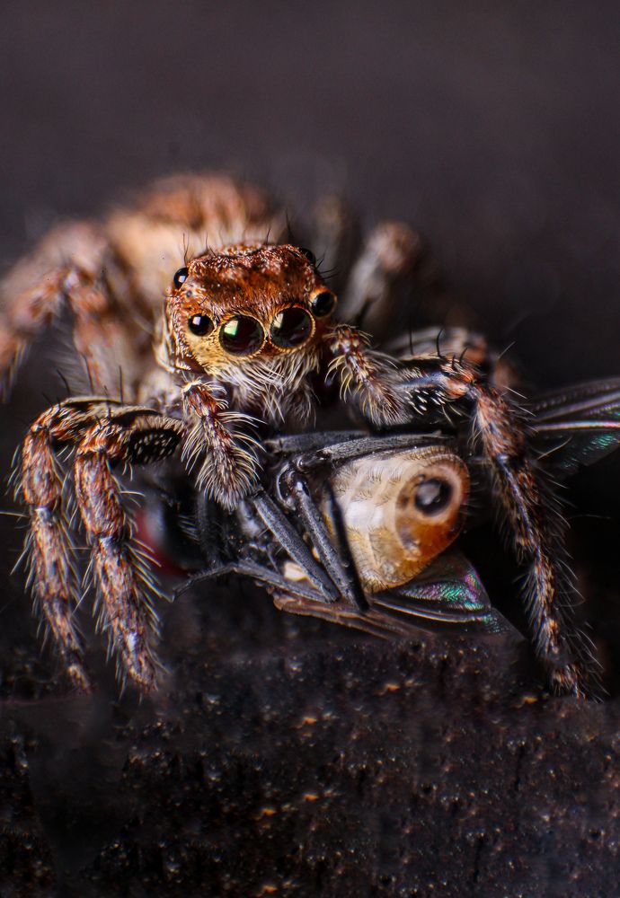 Photograph by Dewindu H. Fernando