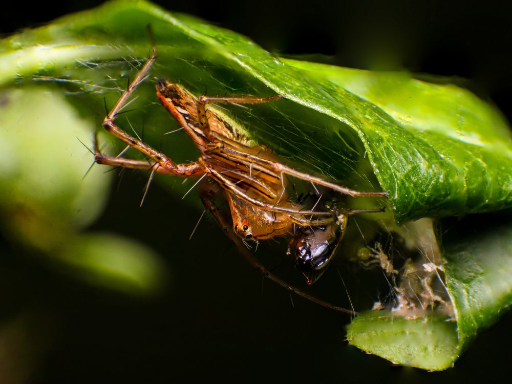 Photograph by Dewindu H. Fernando