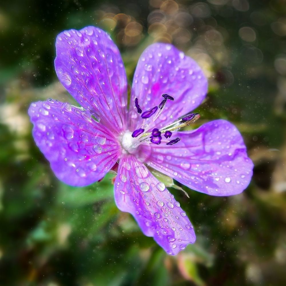 Лесная герань после дождя