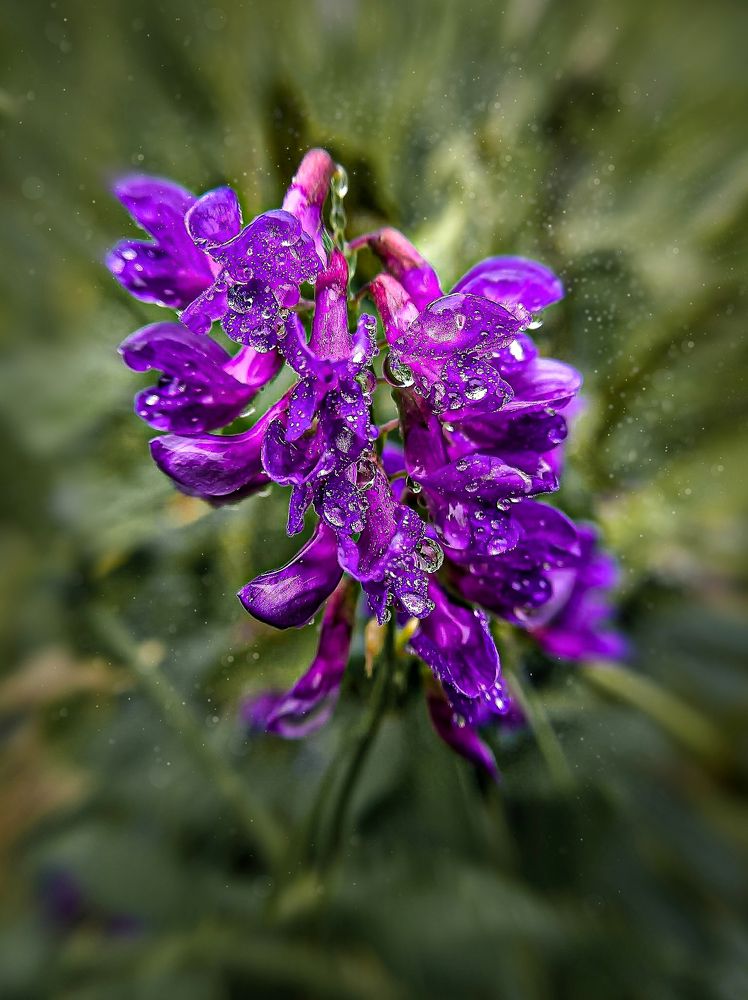 После дождя природа улыбается...