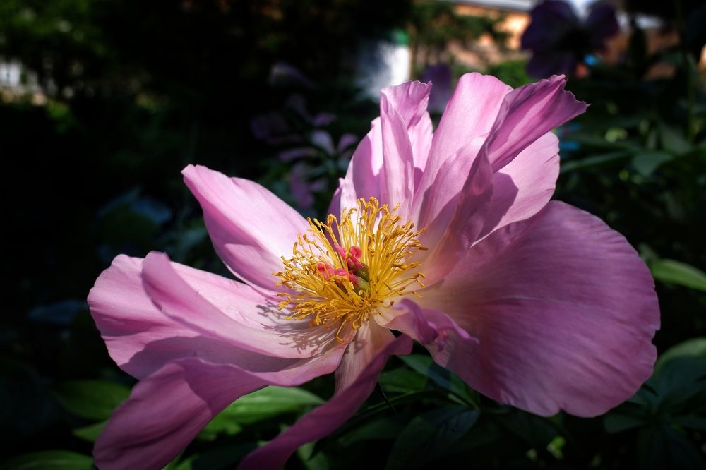 Photograph by Зорин Миша