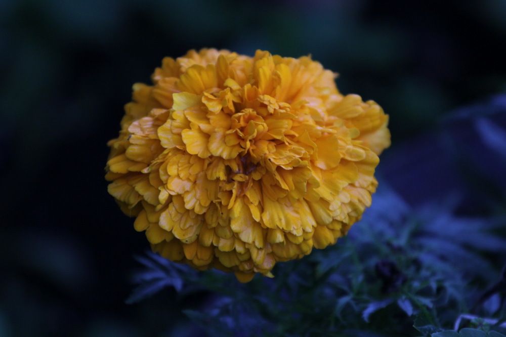 Photograph by KOREYSHA ILYA