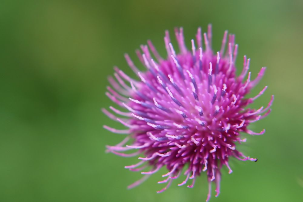 Photograph by ILYA KOREYSHA