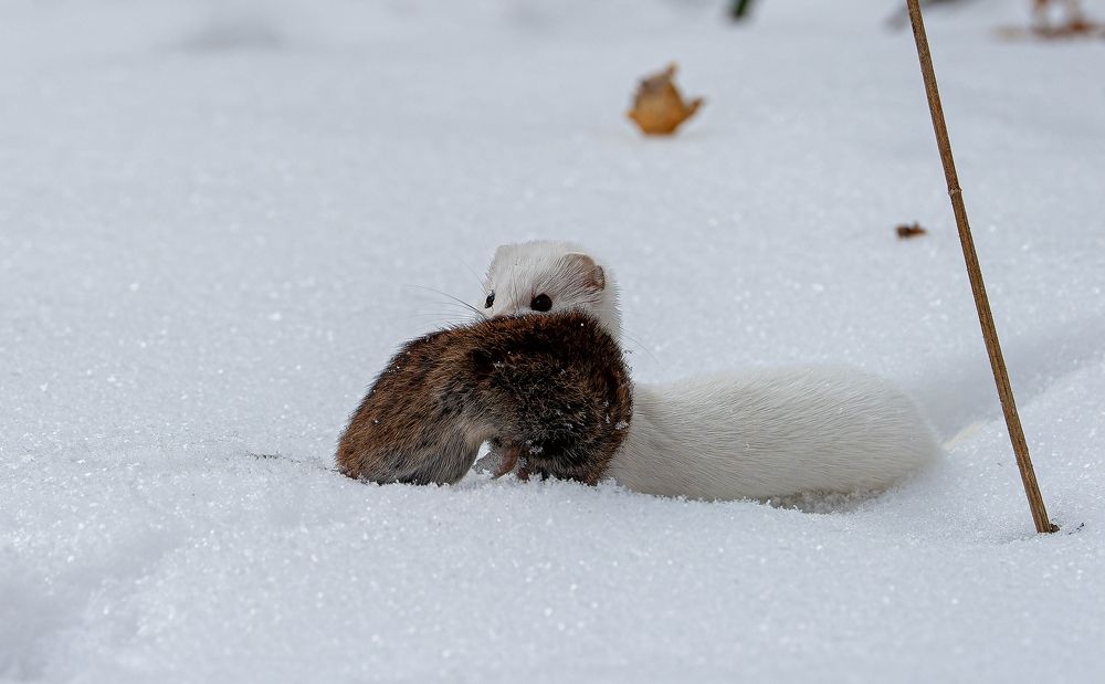 Photograph by Вадим Басов