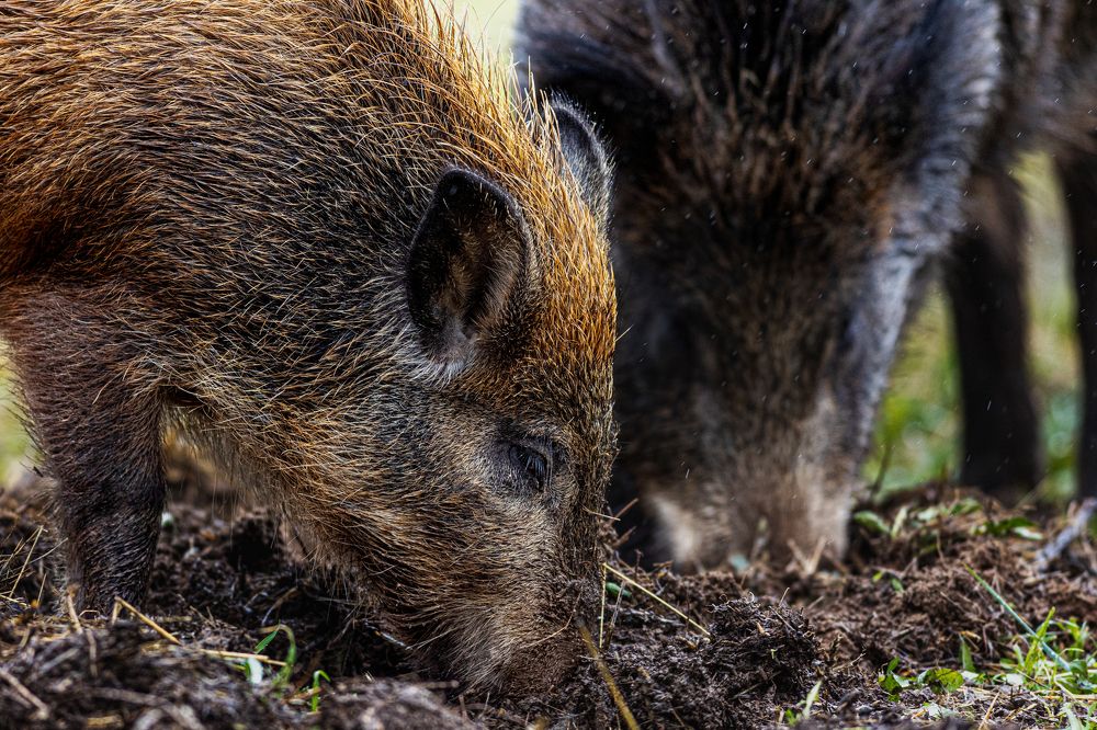 Photograph by Алексей Широбоков