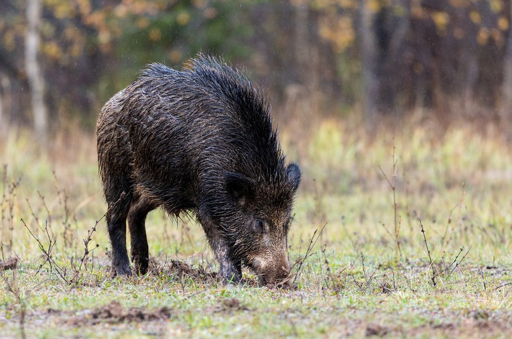 Photograph by Алексей Широбоков