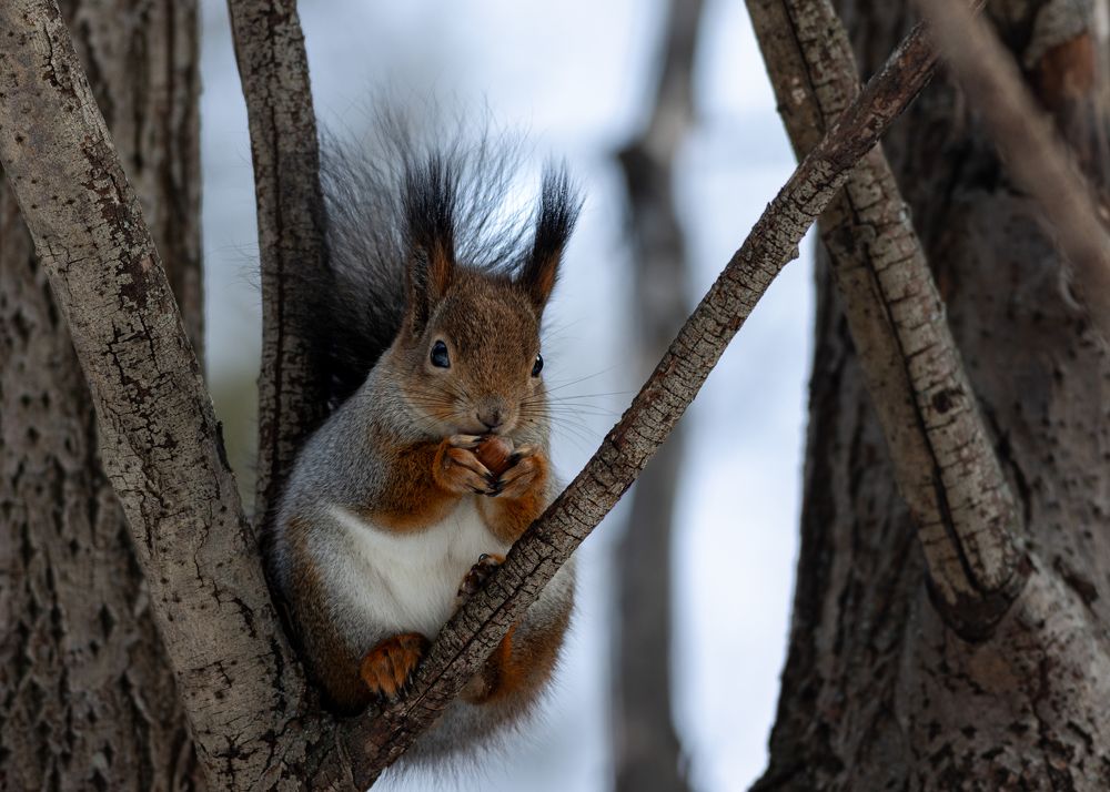 Photograph by Алексей Широбоков