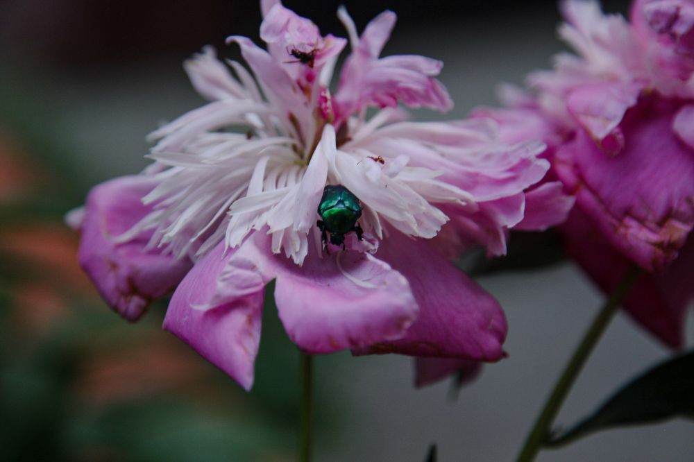 Фотография автора Ксения Лепина
