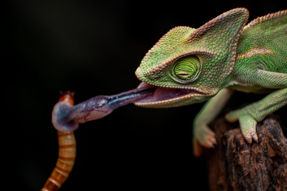 Photograph by Celis Norman