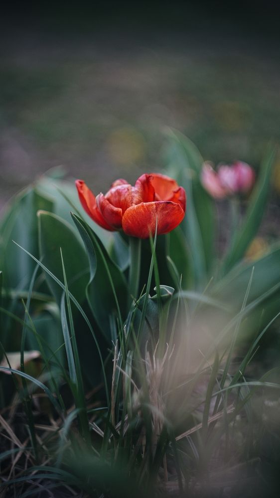 Photograph by Летний приют