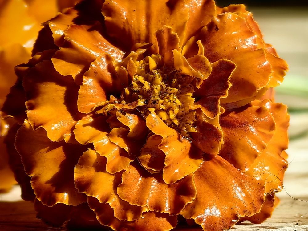 Photograph by Евгения Гриднева