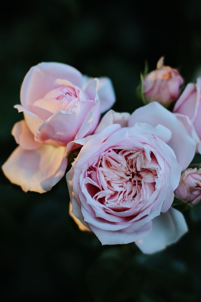 Photograph by Летний приют