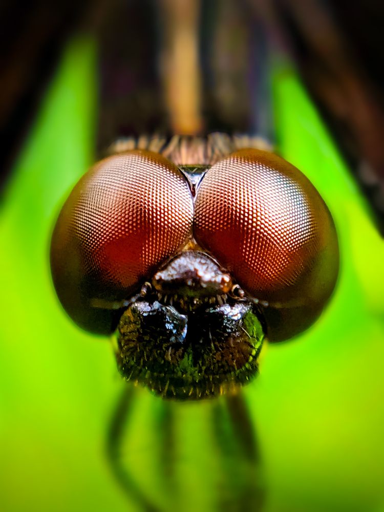 Dragonfly (disambiguation).