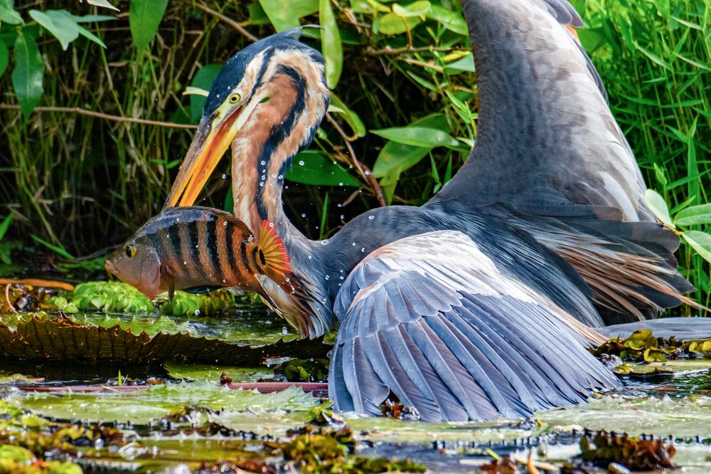 Photograph by Shehan Dondeenu