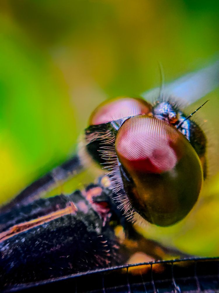 Dragonfly (disambiguation).