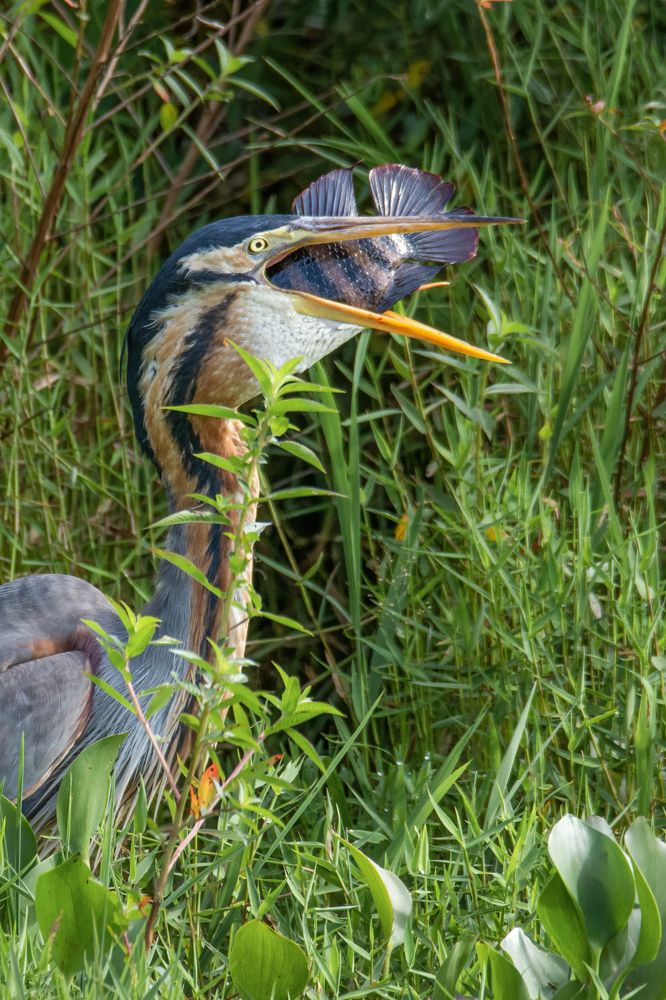 Photograph by Shehan Dondeenu