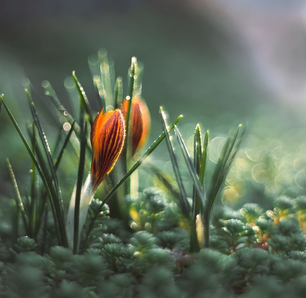 Photograph by Тараненко Анжелика