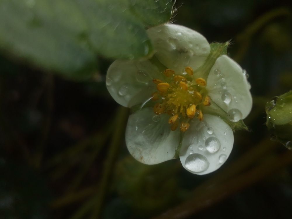 Цветок земляники после ливня. 05.08.2024