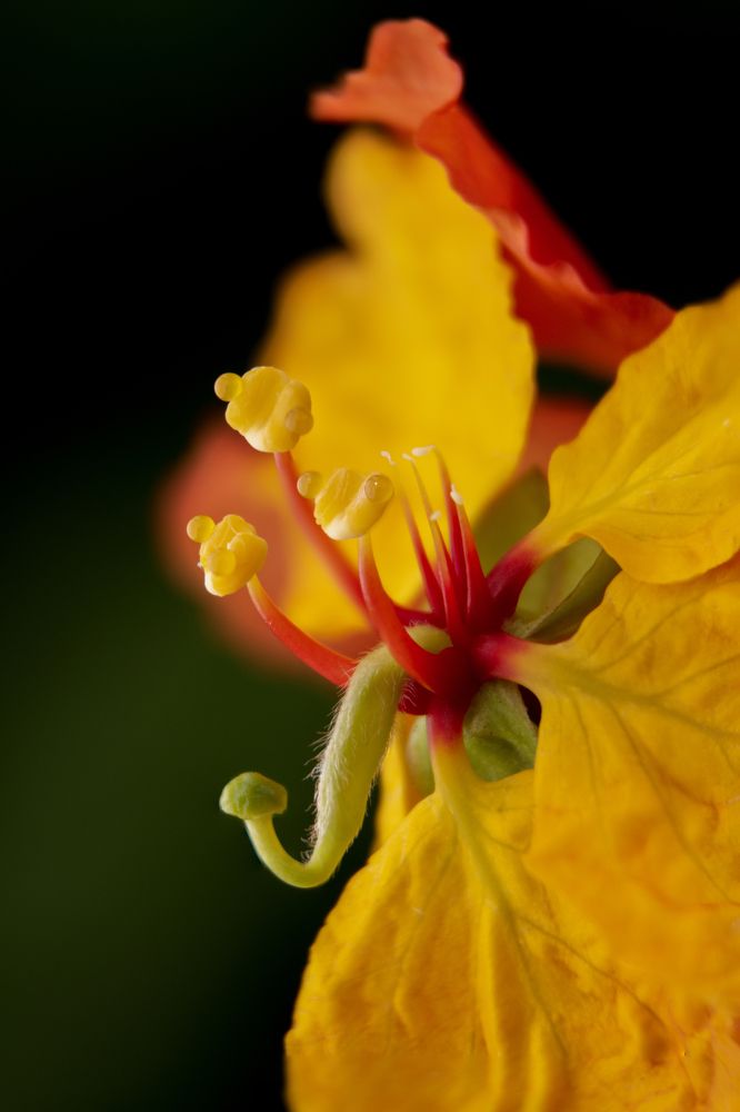 Photograph by Shehan Dondeenu