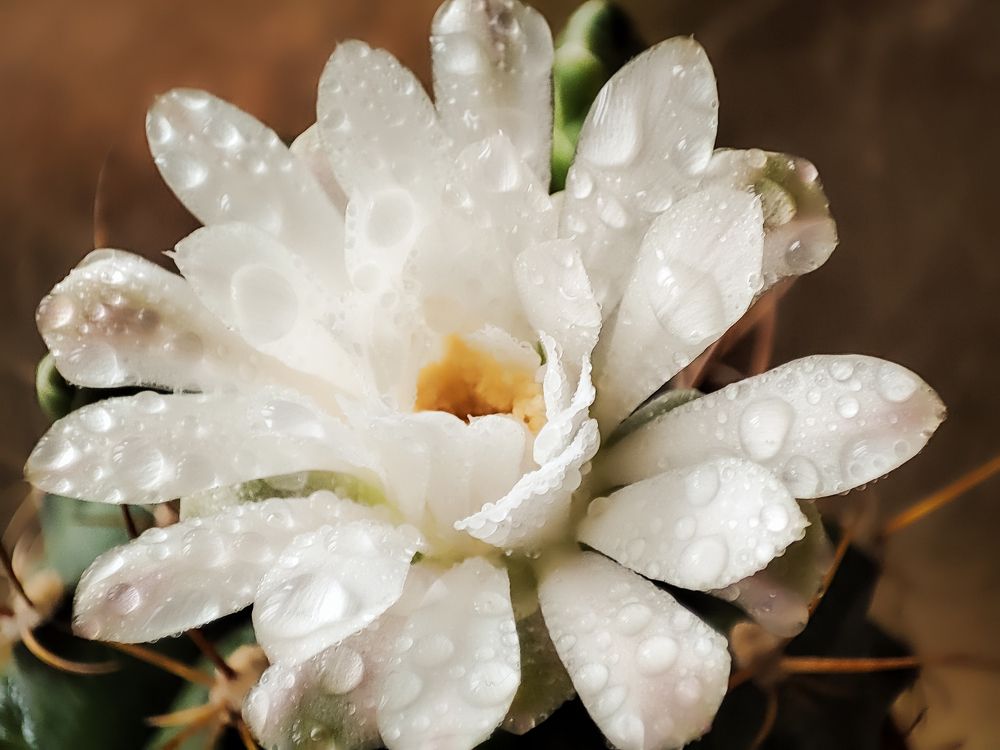 Photograph by Елена Болдырева