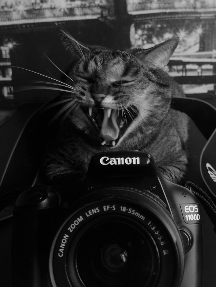 Фотография автора Ия Дирко