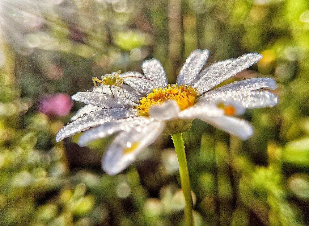 Photograph by Елена Павлова