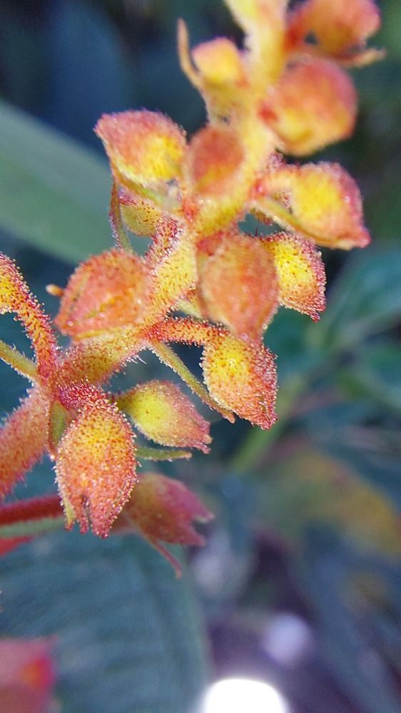 Photograph by CRINALDO REIS