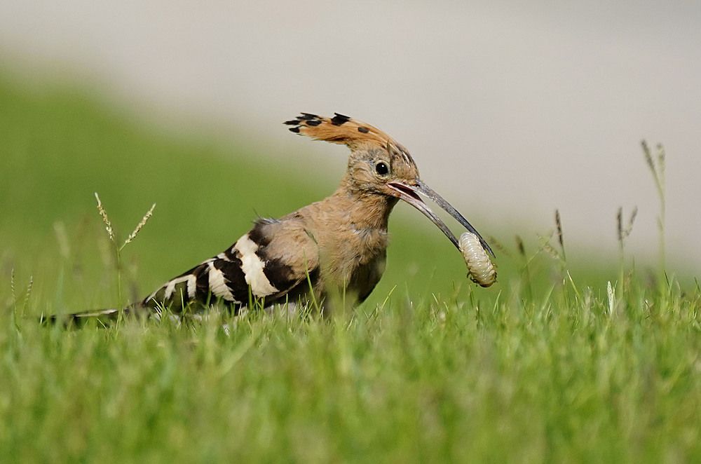 Photograph by Raed Victor Saad