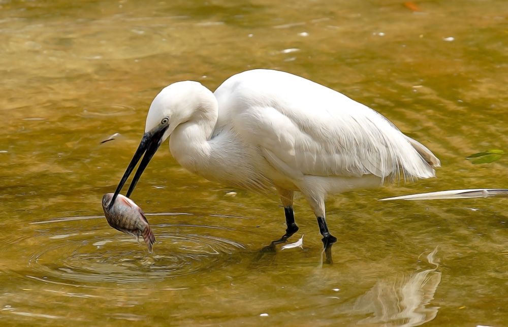 Photograph by Raed Victor Saad