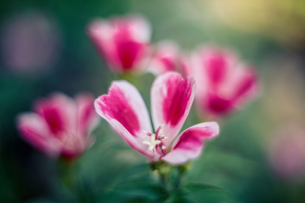 Photograph by Александр Стрельченко