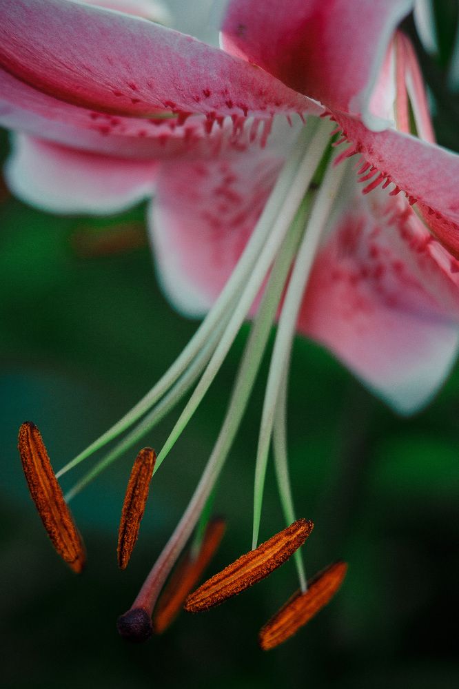 Photograph by Александр Стрельченко
