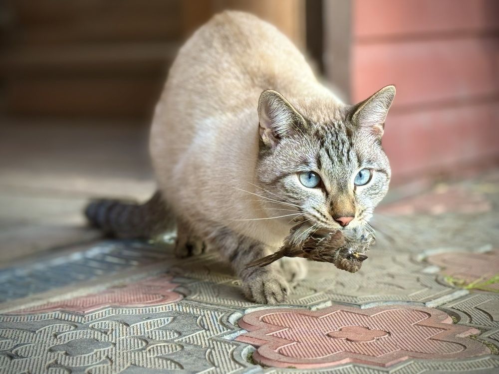 Photograph by Елена Карпухно