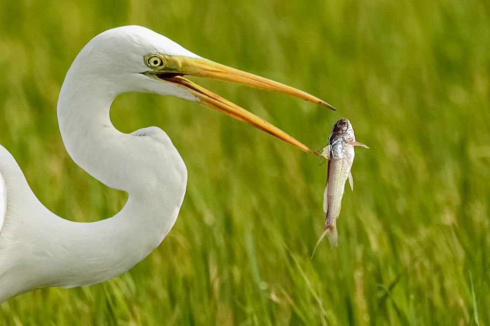 Photograph by Suresh S S