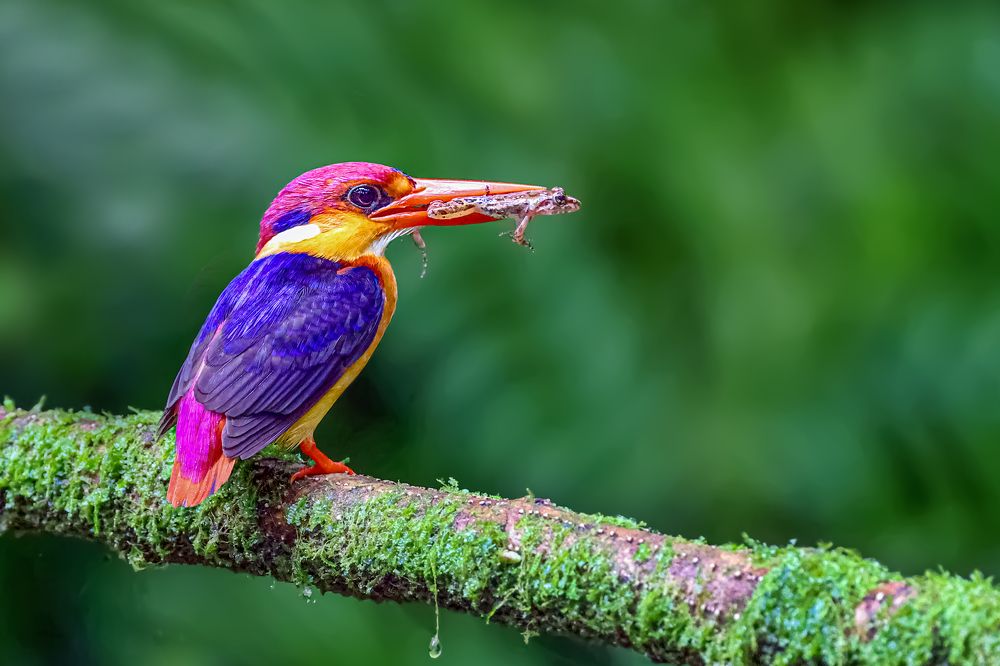 Фотография автора Suresh S S